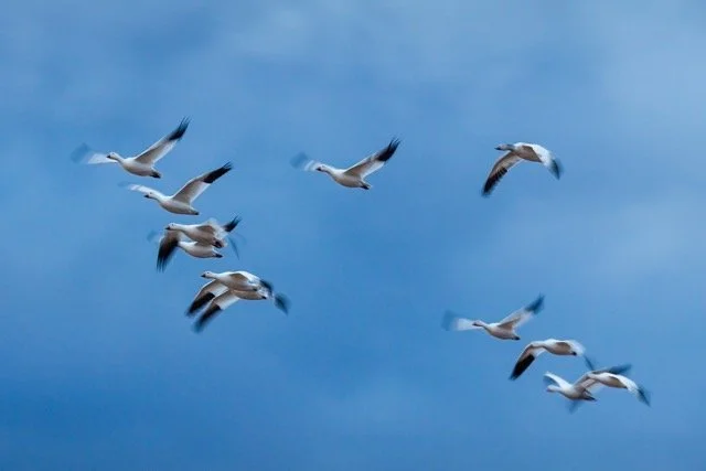 _NT_6416-2p Medium.jpeg