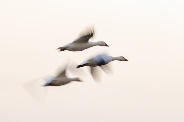 _NT_6416p Medium.jpeg