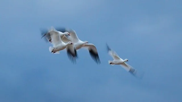 _NT_6525p Medium.jpeg