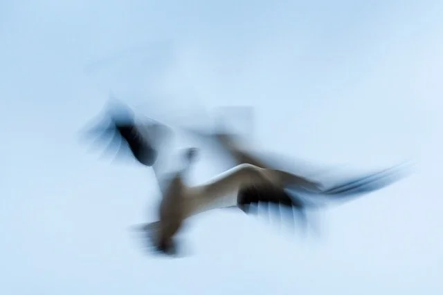 _NT_6264p Medium.jpeg