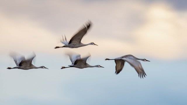 _NT_6166p Medium.jpeg