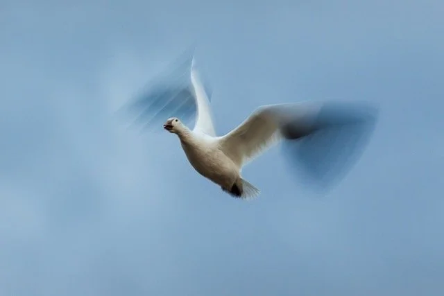 _NT_6249p Medium.jpeg