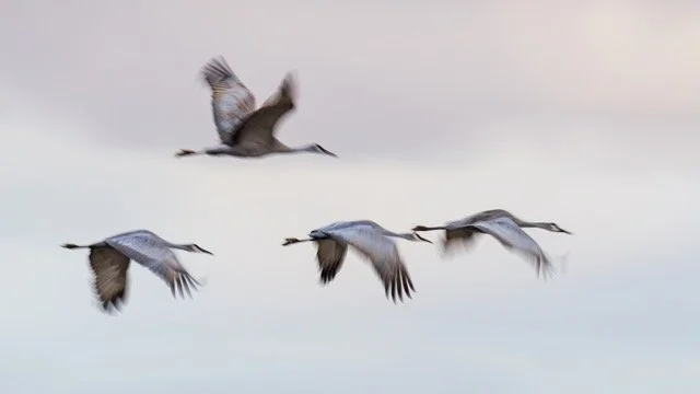 _NT_6158p Medium.jpeg