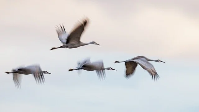 _NT_6162p Medium.jpeg