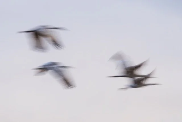 _NT_6141p Medium.jpeg