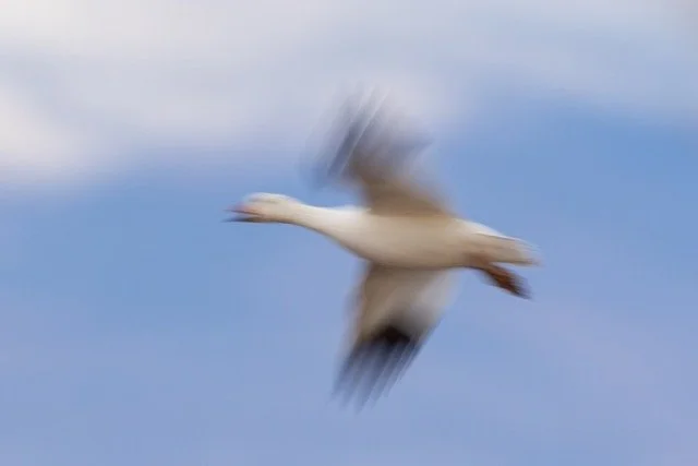 _NT_6133p Medium.jpeg