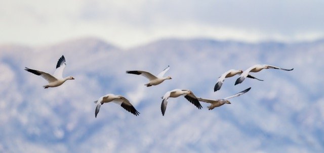 _NT_6014p Medium.jpeg