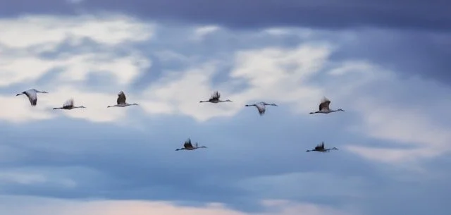 _NT_5960p Medium.jpeg