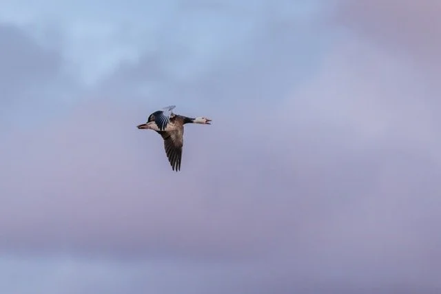 _NT_5641p Medium.jpeg