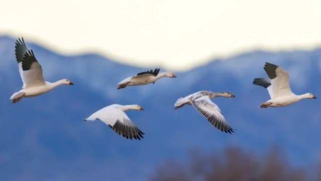 _NT_5550p Medium.jpeg