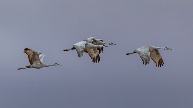 _NT_5480p Medium.jpeg