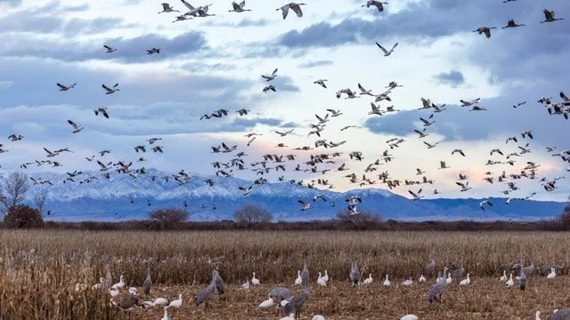 _NT_5348p Medium.jpeg