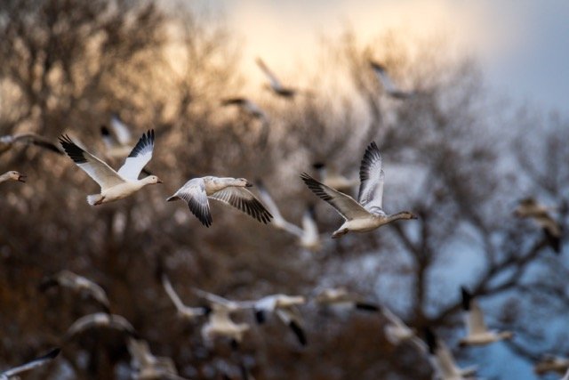 _NT_5148p Medium.jpeg