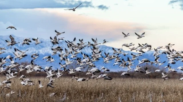 _NT_5099p Medium.jpeg