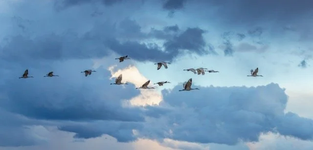 _NT_4972p Medium.jpeg