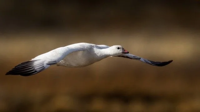 _NT_4702p Medium.jpeg