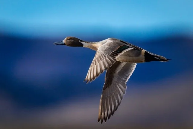 _NT_4541p Medium.jpeg