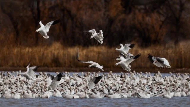 _NT_4540p Medium.jpeg