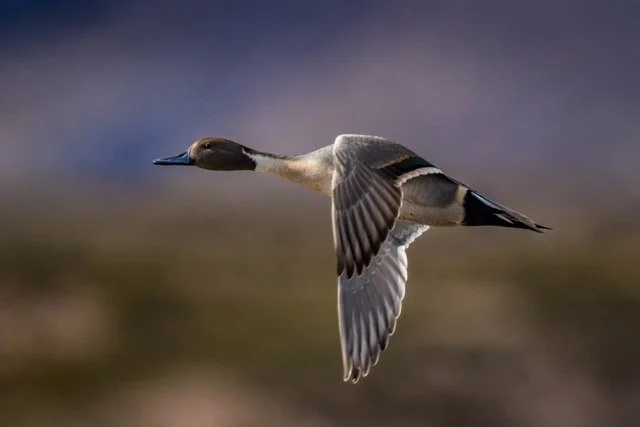 _NT_4537p Medium.jpeg