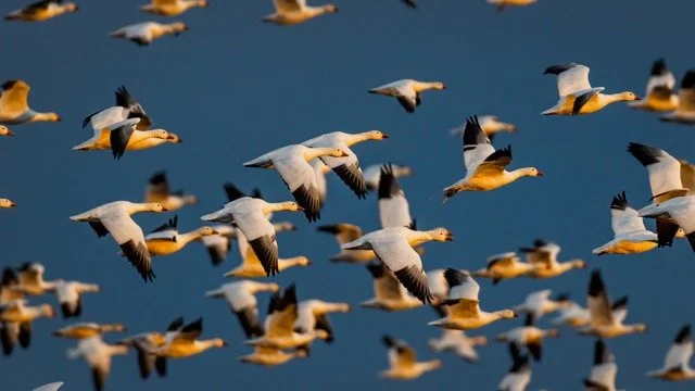 _NT_4397p Medium.jpeg