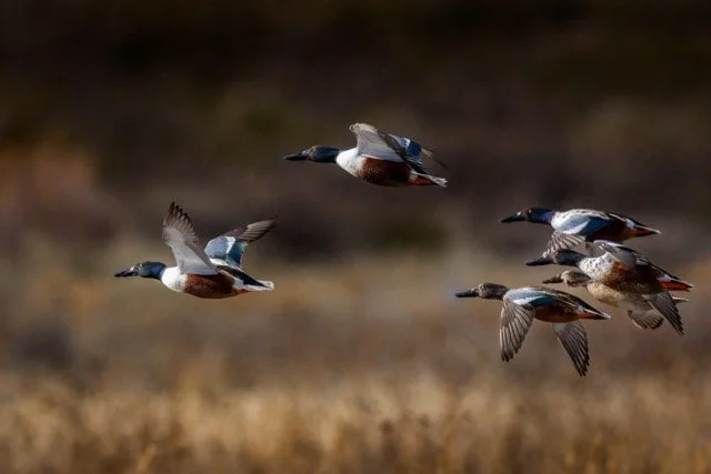 _NT_4503p Medium.jpeg