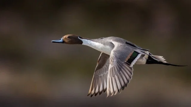 _NT_4215p Medium.jpeg