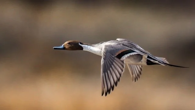 _NT_4242p Medium.jpeg