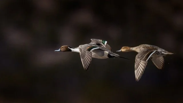 _NT_4160p Medium.jpeg