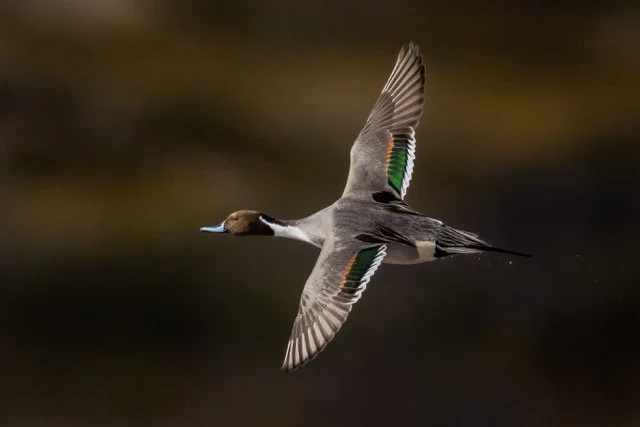 _NT_4168p Medium.jpeg