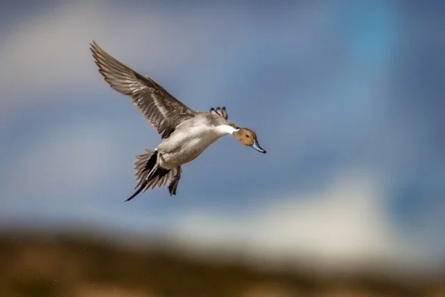 _NT_4088p Medium.jpeg