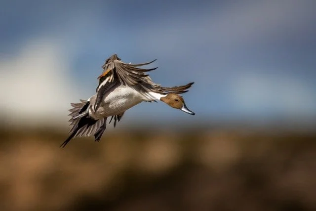 _NT_4091p Medium.jpeg