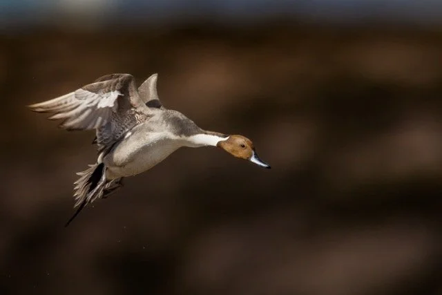 _NT_4095p Medium.jpeg