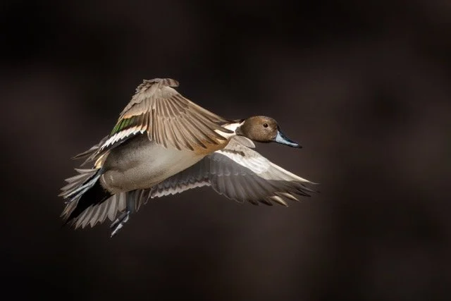 _NT_4008p Medium.jpeg