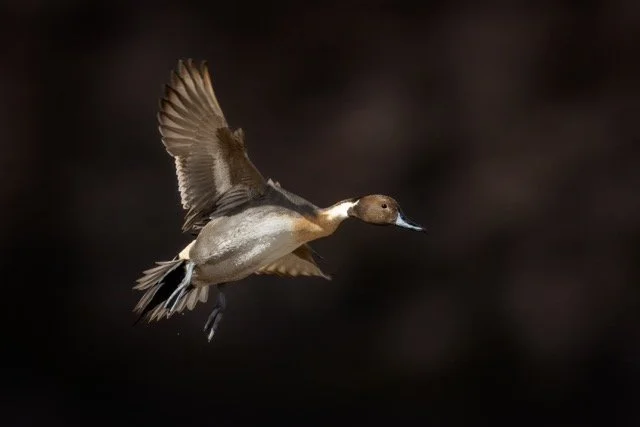 _NT_4011p Medium.jpeg