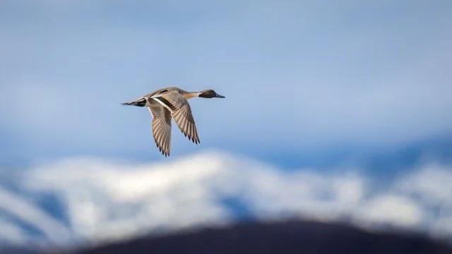 _NT_3972p Medium.jpeg