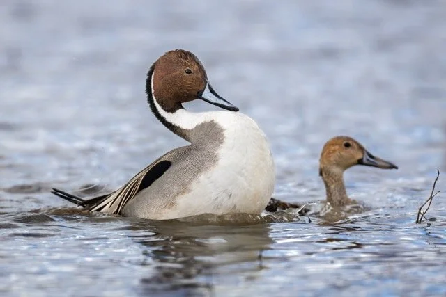 _NT_3891p Medium.jpeg