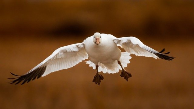 _NT_3804p Medium.jpeg