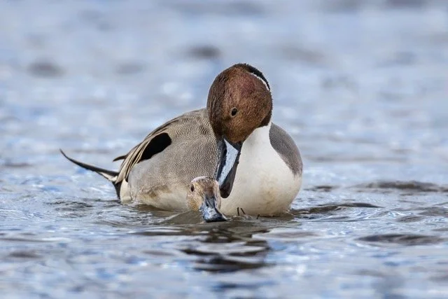 _NT_3814p Medium.jpeg