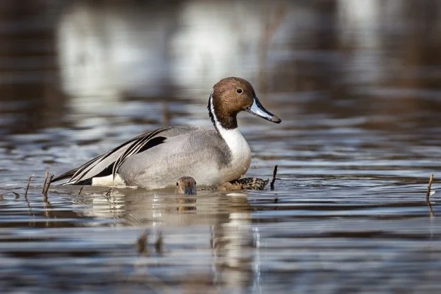 _NT_3714p Medium.jpeg