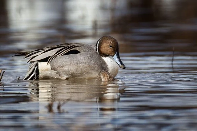 _NT_3726p Medium.jpeg