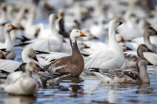 _NT_3540p Medium.jpeg