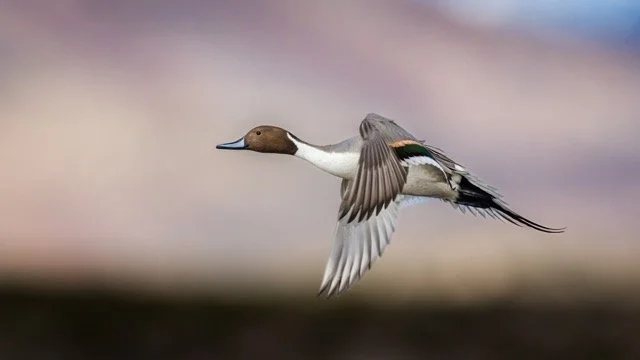 _NT_3675p Medium.jpeg