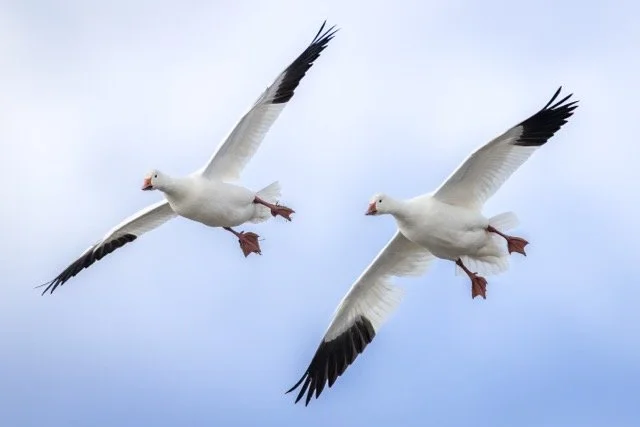 _NT_3446p Medium.jpeg