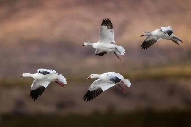 _NT_3404p Medium.jpeg