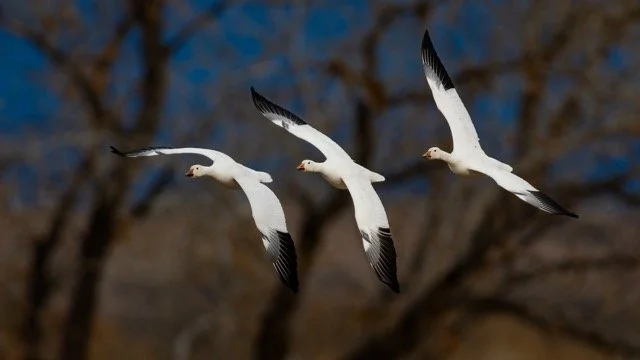 _NT_3421p Medium.jpeg