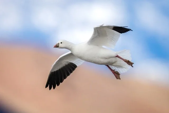 _NT_3293p Medium.jpeg