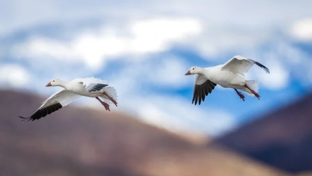 _NT_3324p Medium.jpeg