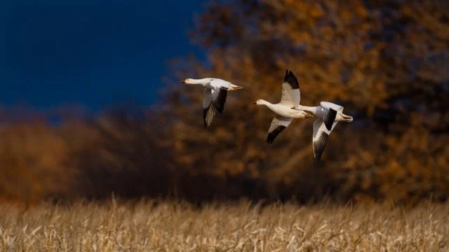 _NT_3279p Medium.jpeg