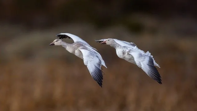 _NT_3209p Medium.jpeg