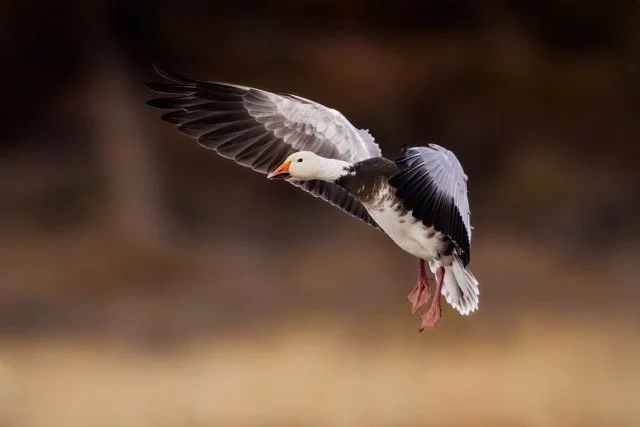 _NT_3272p Medium.jpeg